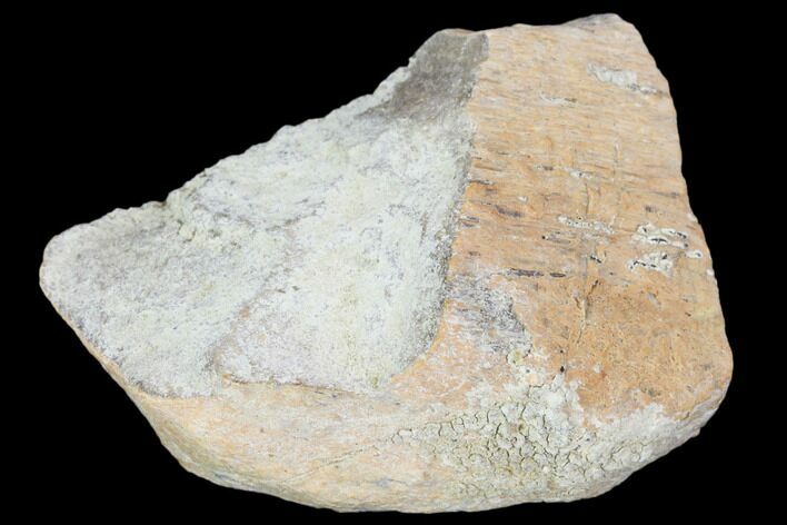 Hadrosaur (Maiasaura) Bone Fragment - Montana #103197